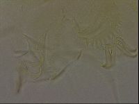 Diploechiniscus oihonnae image
