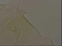 Diploechiniscus oihonnae image