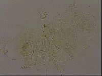 Diploechiniscus oihonnae image