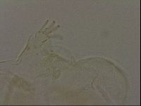 Diploechiniscus oihonnae image