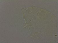 Diploechiniscus oihonnae image