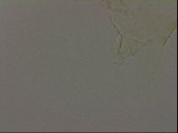 Diploechiniscus oihonnae image