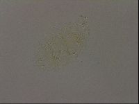 Diploechiniscus oihonnae image