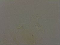 Diploechiniscus oihonnae image