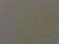 Diploechiniscus oihonnae image