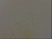 Diploechiniscus oihonnae image