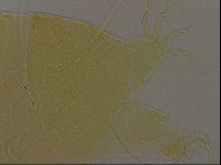 Diploechiniscus oihonnae image