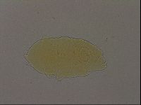 Diploechiniscus oihonnae image