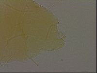 Diploechiniscus oihonnae image