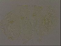 Diploechiniscus oihonnae image