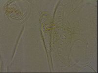 Diploechiniscus oihonnae image