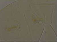 Diploechiniscus oihonnae image