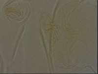 Diploechiniscus oihonnae image