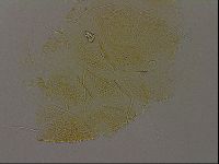 Diploechiniscus oihonnae image
