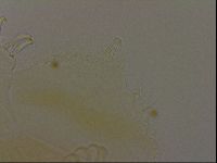Diploechiniscus oihonnae image