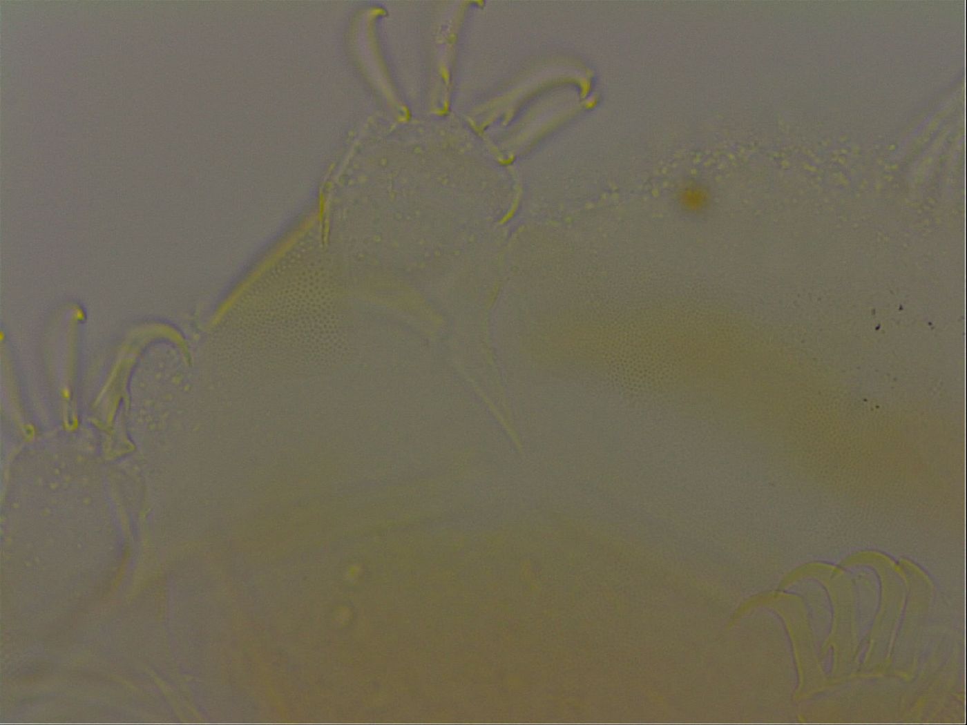 Diploechiniscus oihonnae image