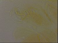 Diploechiniscus oihonnae image