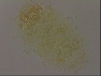 Diploechiniscus oihonnae image