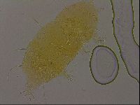 Diploechiniscus oihonnae image