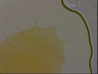 Diploechiniscus oihonnae image