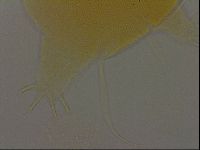Diploechiniscus oihonnae image