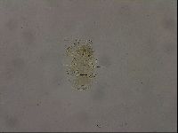 Diploechiniscus oihonnae image