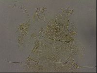 Diploechiniscus oihonnae image