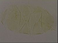 Diploechiniscus oihonnae image