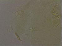 Diploechiniscus oihonnae image