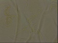 Diploechiniscus oihonnae image