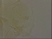 Diploechiniscus oihonnae image