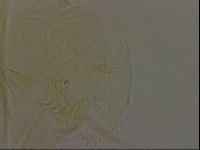 Diploechiniscus oihonnae image