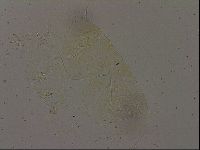 Diploechiniscus oihonnae image