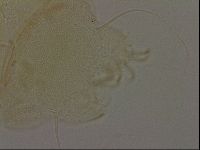 Diploechiniscus oihonnae image