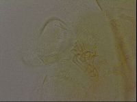 Diploechiniscus oihonnae image