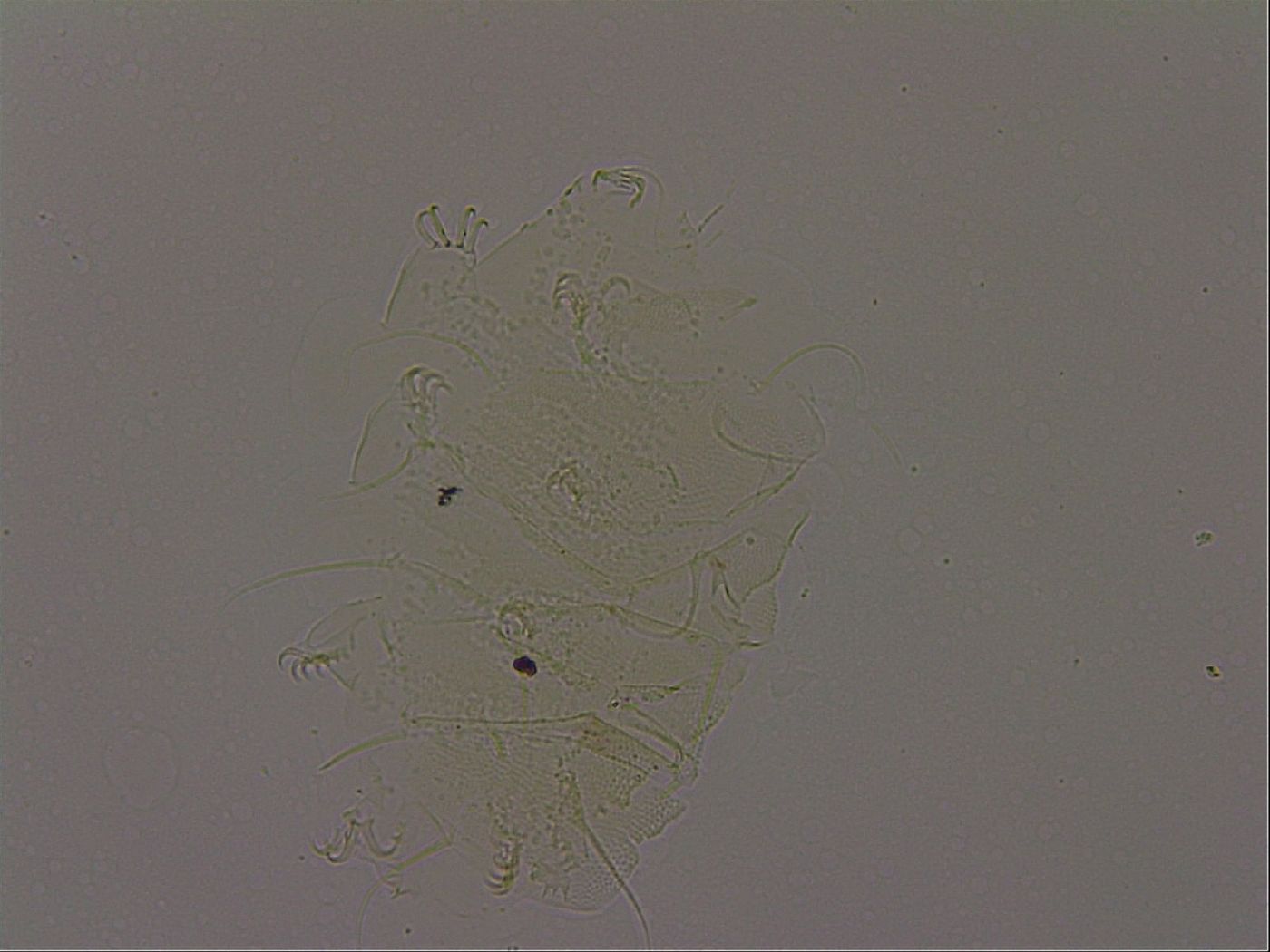 Diploechiniscus oihonnae image