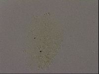 Diploechiniscus oihonnae image