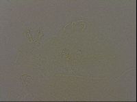Diploechiniscus oihonnae image
