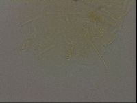 Diploechiniscus oihonnae image