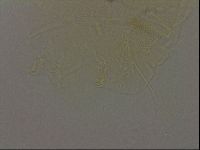 Diploechiniscus oihonnae image