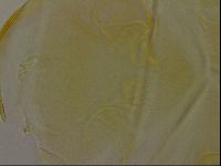 Diploechiniscus oihonnae image