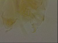 Diploechiniscus oihonnae image