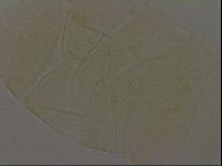Diploechiniscus oihonnae image
