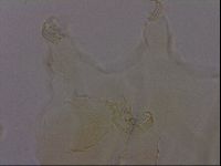 Diploechiniscus oihonnae image