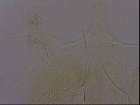 Diploechiniscus oihonnae image