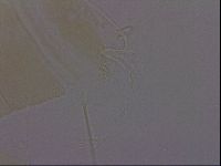 Diploechiniscus oihonnae image