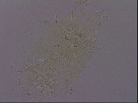 Diploechiniscus oihonnae image