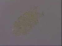 Diploechiniscus oihonnae image