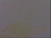 Diploechiniscus oihonnae image