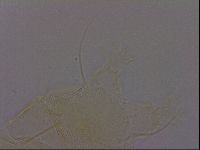 Diploechiniscus oihonnae image